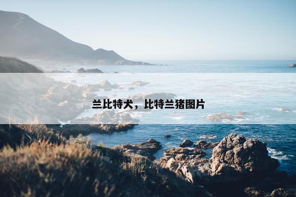 兰比特犬，比特兰猪图片