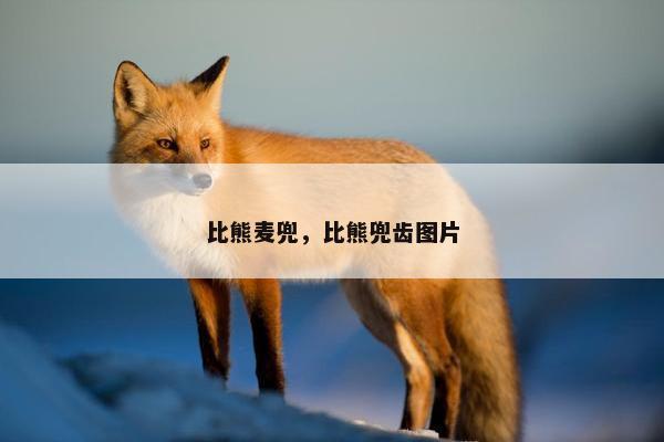比熊麦兜，比熊兜齿图片