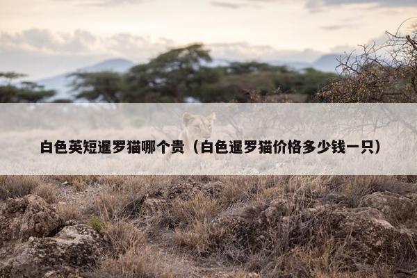 白色英短暹罗猫哪个贵（白色暹罗猫价格多少钱一只）