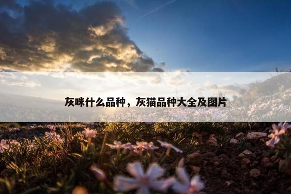 灰咪什么品种，灰猫品种大全及图片