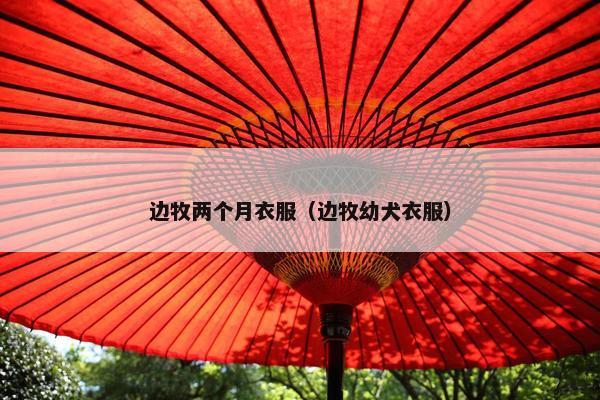 边牧两个月衣服（边牧幼犬衣服）