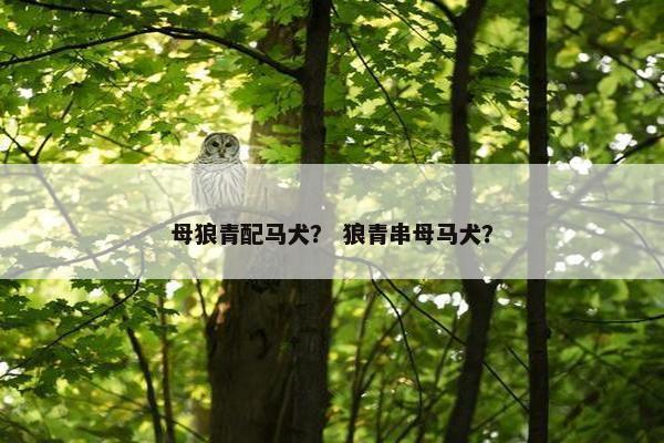母狼青配马犬？ 狼青串母马犬？