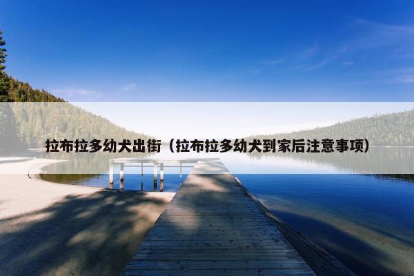 拉布拉多幼犬出街（拉布拉多幼犬到家后注意事项）