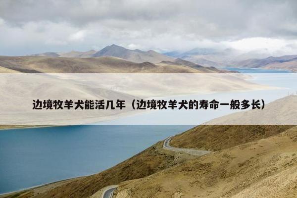 边境牧羊犬能活几年（边境牧羊犬的寿命一般多长）