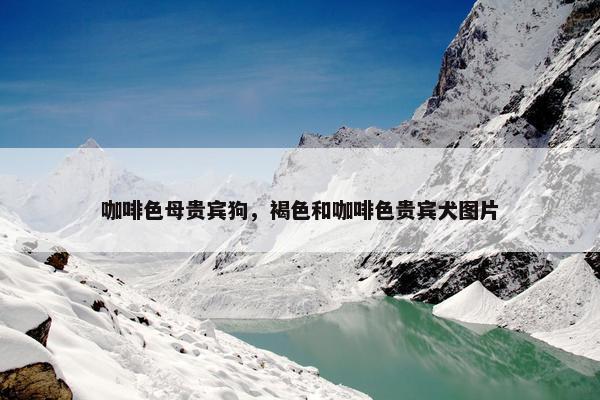 咖啡色母贵宾狗，褐色和咖啡色贵宾犬图片