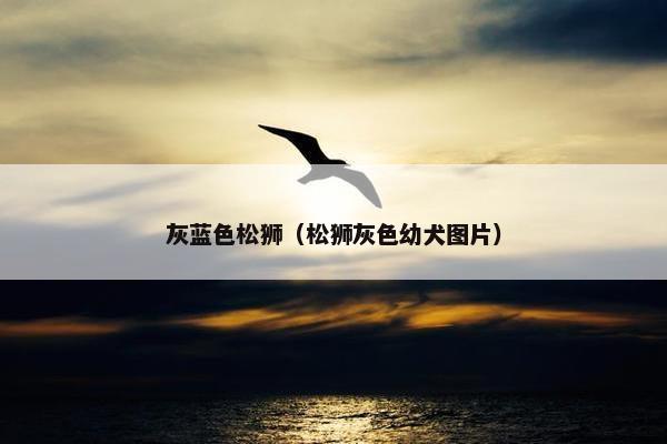 灰蓝色松狮（松狮灰色幼犬图片）