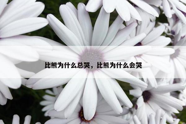 比熊为什么总哭，比熊为什么会哭