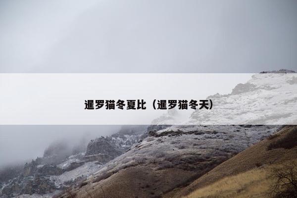 暹罗猫冬夏比（暹罗猫冬天）