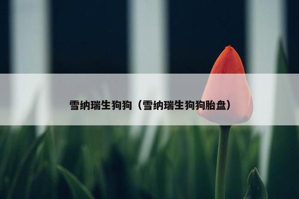 雪纳瑞生狗狗（雪纳瑞生狗狗胎盘）