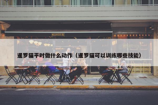 暹罗猫平时做什么动作（暹罗猫可以训练哪些技能）