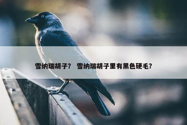 雪纳瑞胡子？ 雪纳瑞胡子里有黑色硬毛？