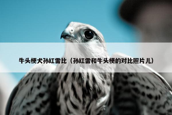 牛头梗犬孙红雷比（孙红雷和牛头梗的对比照片儿）