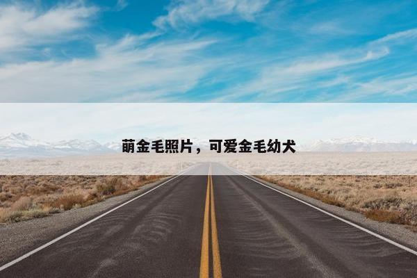 萌金毛照片，可爱金毛幼犬