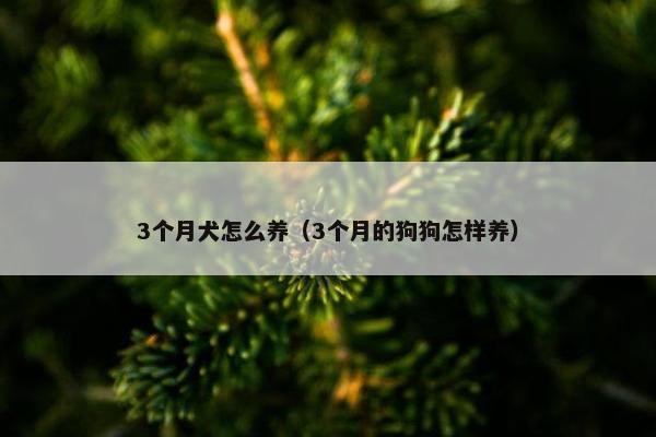 高加索 第9页