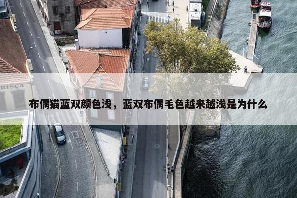 布偶猫蓝双颜色浅，蓝双布偶毛色越来越浅是为什么