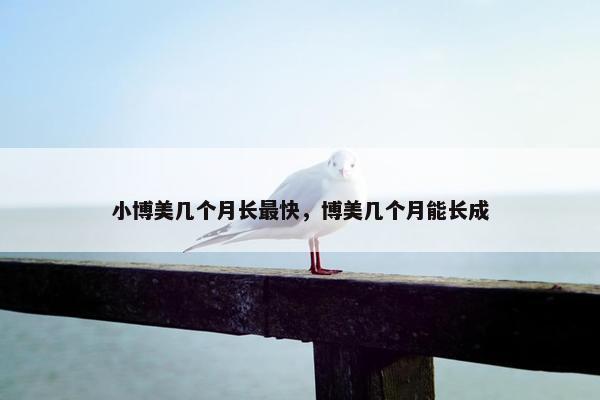 小博美几个月长最快，博美几个月能长成
