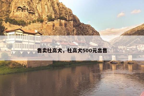 售卖杜高犬，杜高犬500元出售