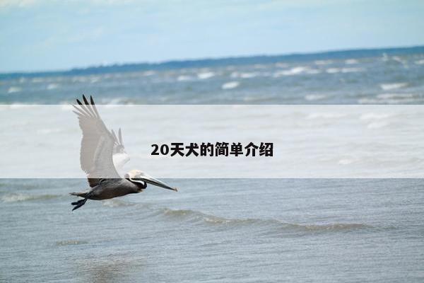 20天犬的简单介绍