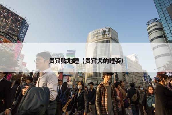 贵宾贴地睡（贵宾犬的睡姿）