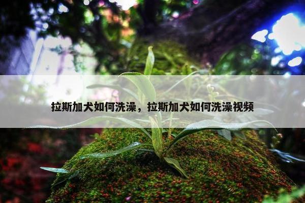 拉斯加犬如何洗澡，拉斯加犬如何洗澡视频