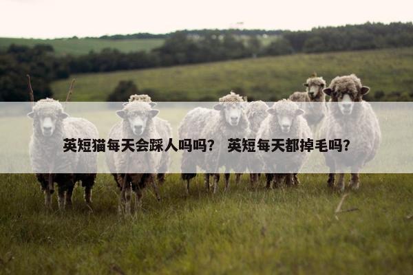 英短猫每天会踩人吗吗？ 英短每天都掉毛吗？
