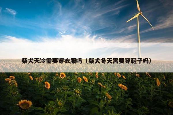 柴犬 第7页