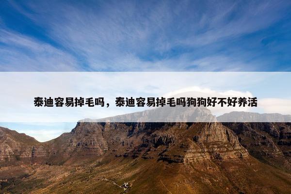 泰迪容易掉毛吗，泰迪容易掉毛吗狗狗好不好养活