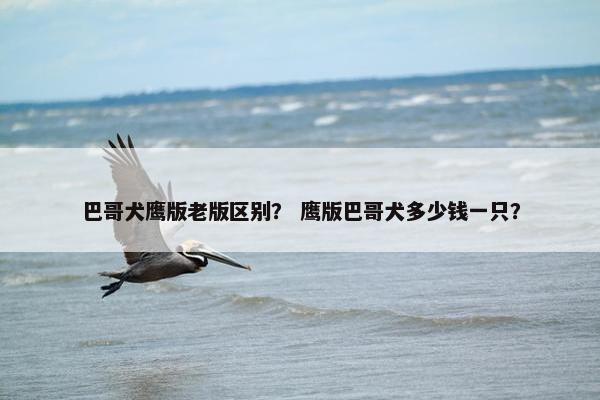 巴哥犬鹰版老版区别？ 鹰版巴哥犬多少钱一只？