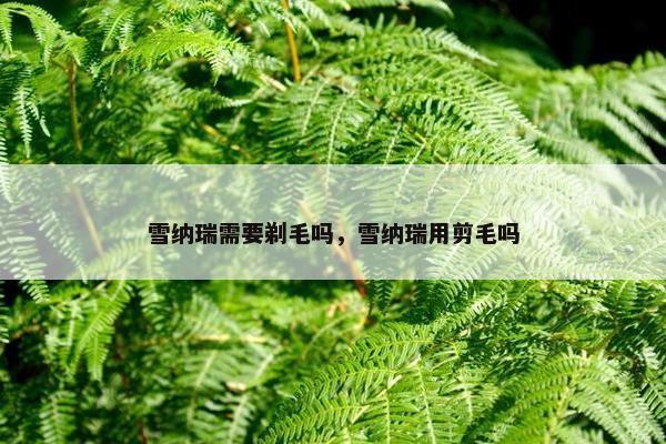 雪纳瑞需要剃毛吗，雪纳瑞用剪毛吗