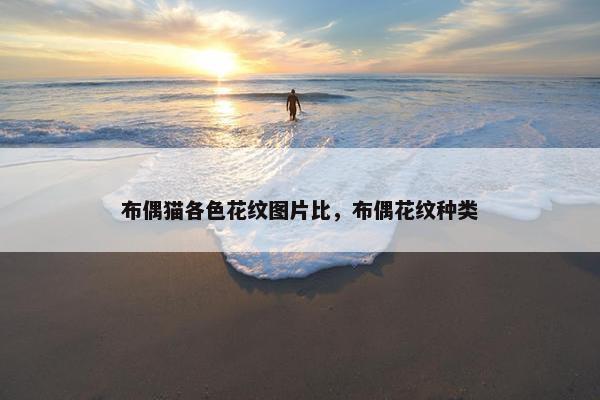 布偶猫各色花纹图片比，布偶花纹种类