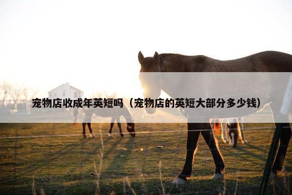 宠物店收成年英短吗（宠物店的英短大部分多少钱）