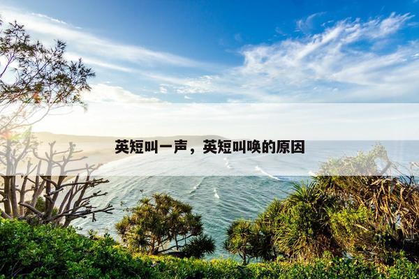 英短叫一声，英短叫唤的原因