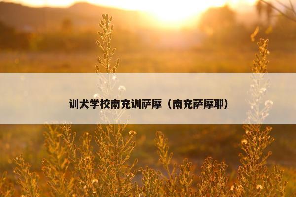 训犬学校南充训萨摩（南充萨摩耶）