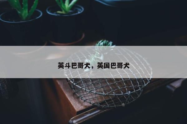 英斗巴哥犬，英国巴哥犬