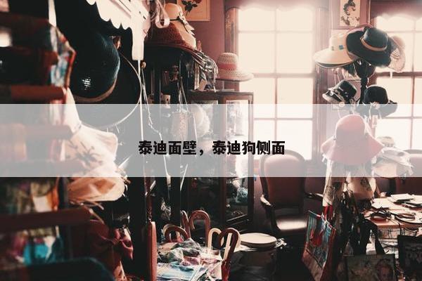 泰迪面壁，泰迪狗侧面