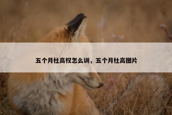 五个月杜高权怎么训，五个月杜高图片