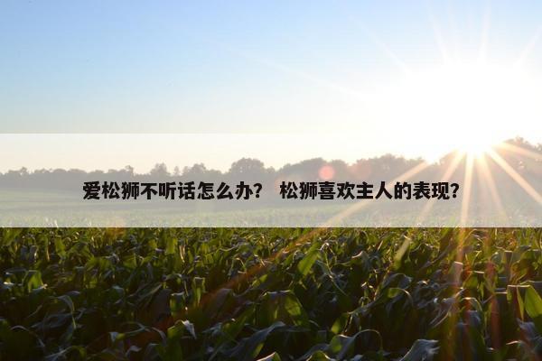 爱松狮不听话怎么办？ 松狮喜欢主人的表现？