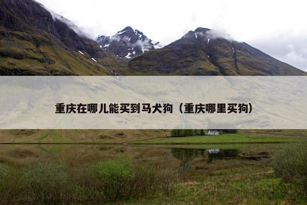 重庆在哪儿能买到马犬狗（重庆哪里买狗）