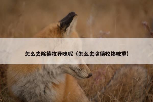 怎么去除德牧异味呢（怎么去除德牧体味重）