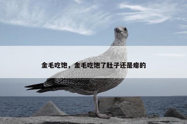 金毛吃饱，金毛吃饱了肚子还是瘪的