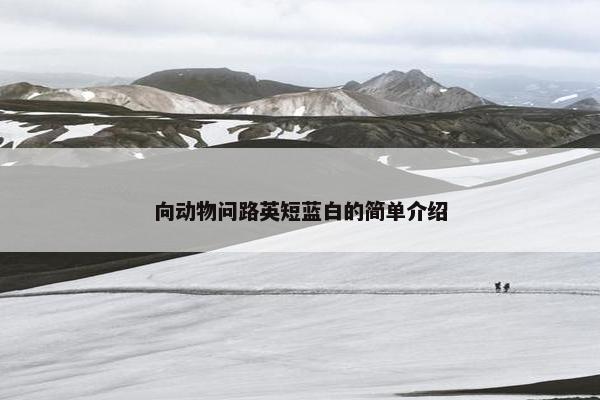 向动物问路英短蓝白的简单介绍