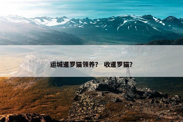 运城暹罗猫领养？ 收暹罗猫？