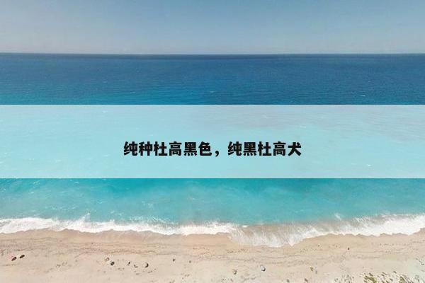 纯种杜高黑色，纯黑杜高犬