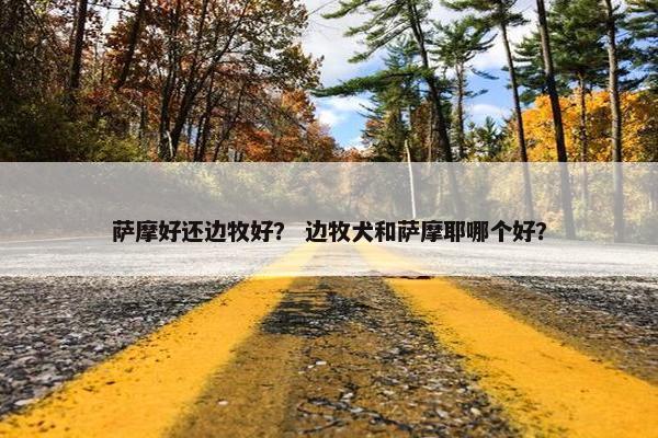 萨摩好还边牧好？ 边牧犬和萨摩耶哪个好？