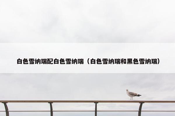 白色雪纳瑞配白色雪纳瑞（白色雪纳瑞和黑色雪纳瑞）