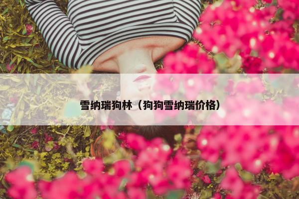 雪纳瑞狗林（狗狗雪纳瑞价格）