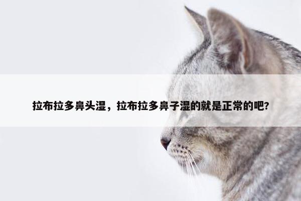 拉布拉多鼻头湿，拉布拉多鼻子湿的就是正常的吧?