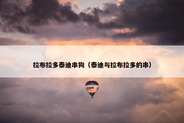 拉布拉多泰迪串狗（泰迪与拉布拉多的串）