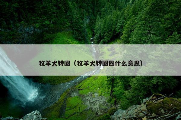 牧羊犬转圈（牧羊犬转圈圈什么意思）