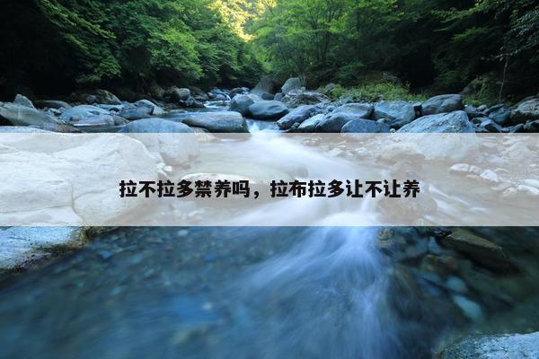 拉不拉多禁养吗，拉布拉多让不让养